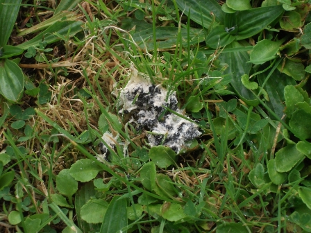 ‘Tis the season to see fungi – 8