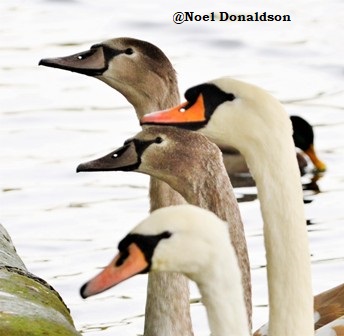 Noel Donaldson: Linlithgow