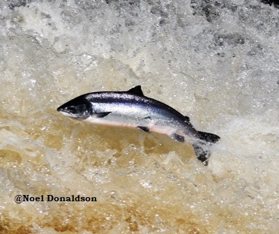 Protecting Scotland’s Wild Salmon