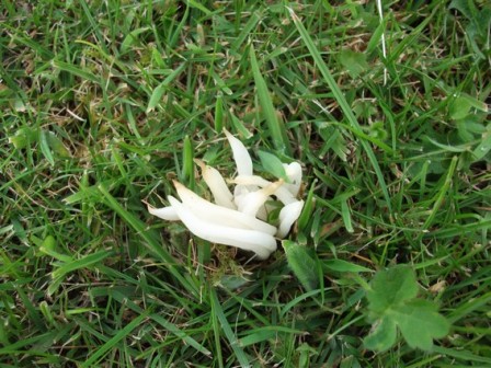 ‘Tis the season, to see Fungi……..