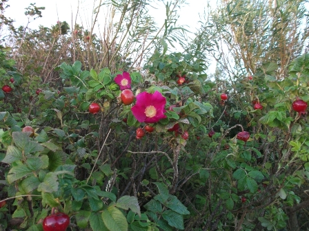 What to Cook with Foraged Food