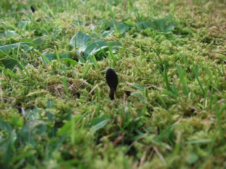 ‘Tis the season to see fungi- 19