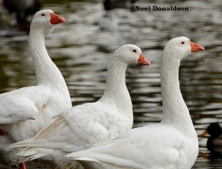 Noel Donaldson: Linlithgow Loch – The Residents