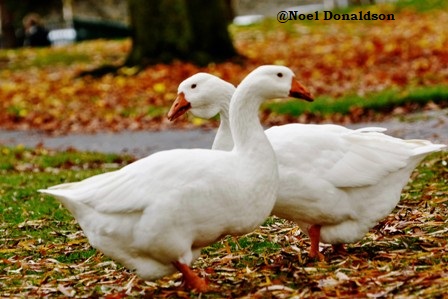 Noel Donaldson: Linlithgow Lochside