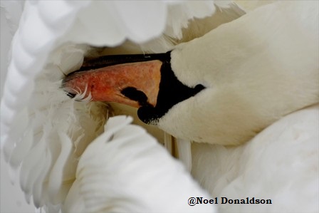 When Swans Choose to Fight not Rest