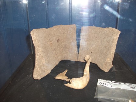 Whales – Ancient & Modern