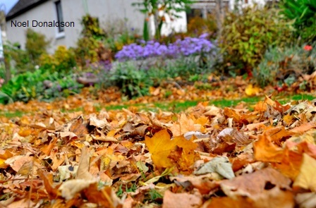 Noel Donaldson: Autumn Leaves