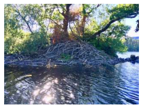 Knapdale Beavers: Nine Years On