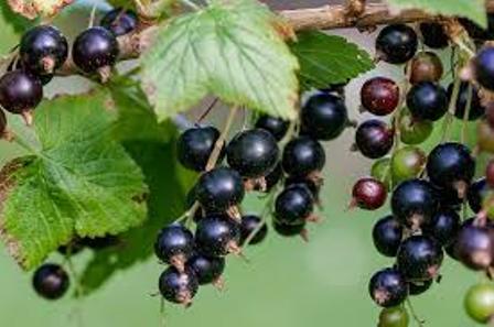 Blackcurrants as Indicators of Climate Change