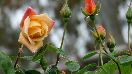Poetry Corner: Anniversary Twenty-Five
