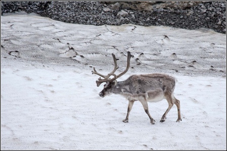 The Circadian Rhythms of Santa’s Reindeer
