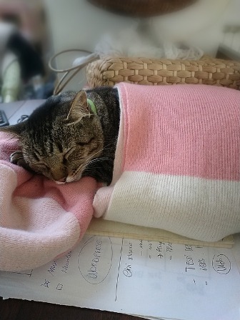Charity Calls For Compulsory  Microchipping of Cats