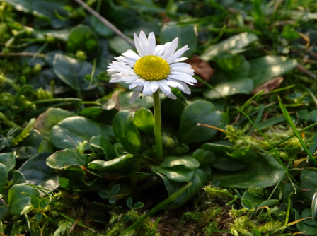 New Year Day’s Eye