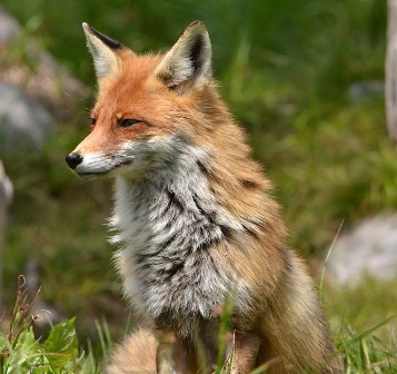 Protecting Scotland’s Wild Mammals