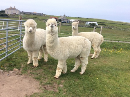 Alpacas on Papa Westray