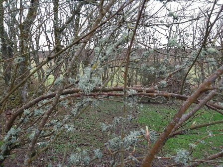 Pottering Around in the Woods