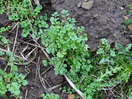 Foraging!  Or – ‘Food For Free’