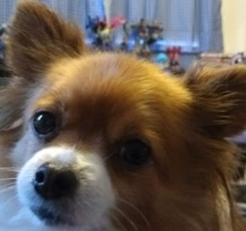 Welfare of Dogs Bill Introduced to Scottish Parliament