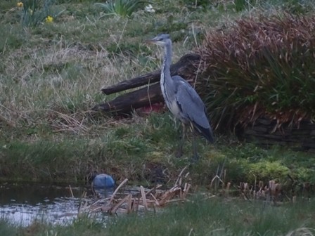 Where The Wild Things Are……..