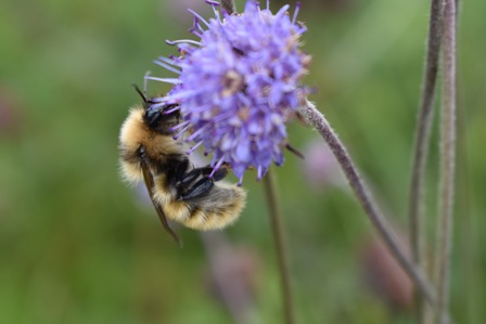 This Summer Help Record The Rare Great Yellow Bumblebee