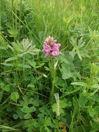 Calling All Flower People!