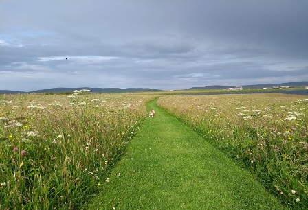 Butterflies, Bees and Brodgar