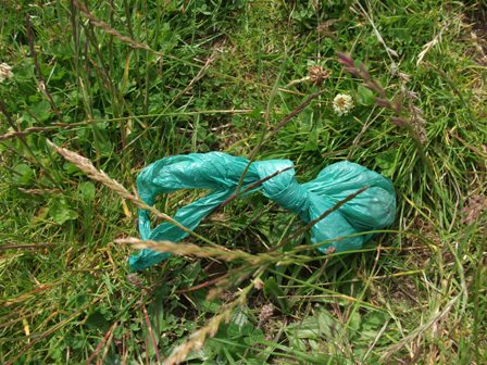 The Amazing Mosquito Migration