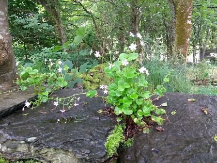 Happy Valley on a wet day in  July