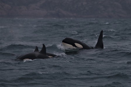 “There is still a lot to discover about the cetaceans visiting Scottish waters”