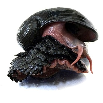 Deep Sea Mining Threat to Marine Species