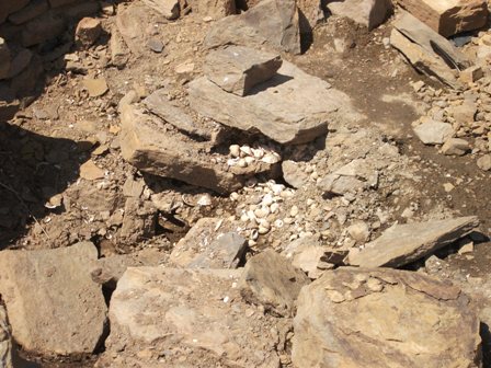 More Fun With Limpets!