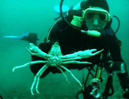 Nick at #OISF: Looking after our guest divers