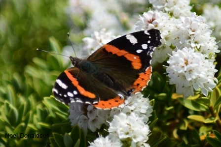 Red Admirals: vanessa atalanta