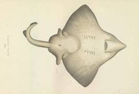 Researching Flapper Skates in Orkney’s Seas