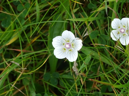 Two Go Glouping In Deerness