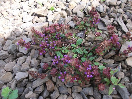 Poetry Corner: Six Linnets