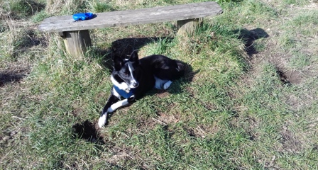 Fireworks Fright for Border Collie Bobby
