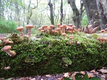 Weather Forecast: Damp start for Orkney, otherwise dry, some occasional sun.