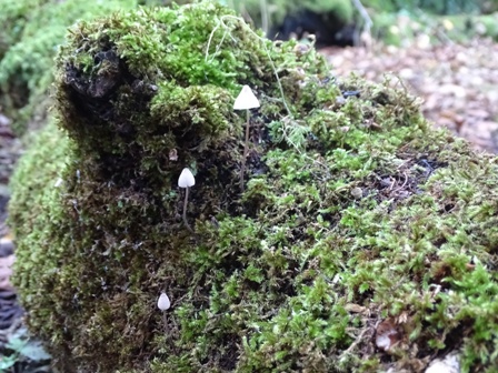 Weather Forecast: Mainly dry, occasionally bright morning. Turning more showery for afternoon.