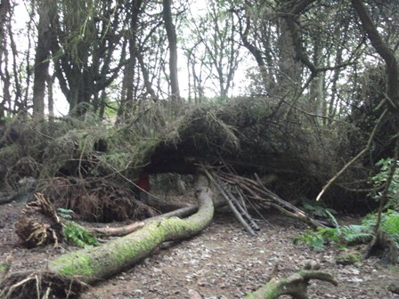 Woods & Wild Children