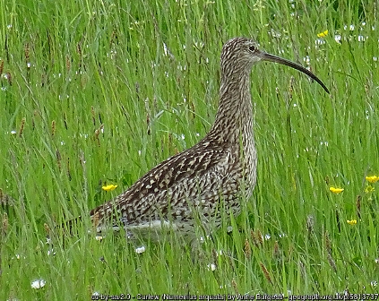 Supporting Orkney’s Curlew Population