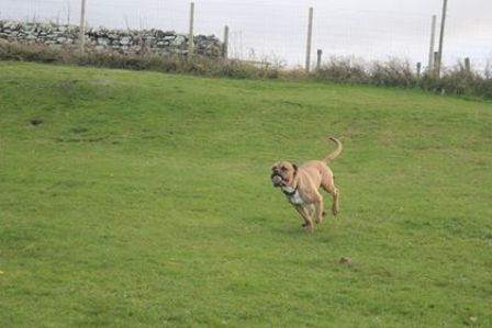 Man’s Oldest Friend