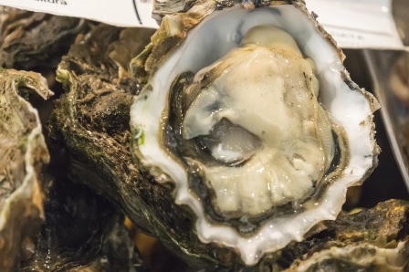 Restoring Scotland’s Native Oyster Beds