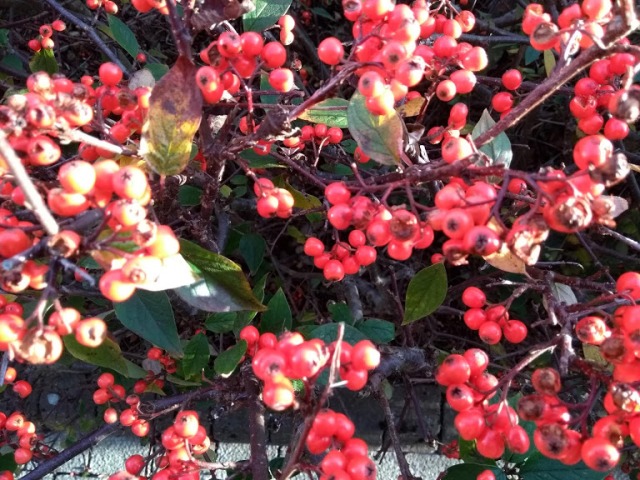 Berries and Books