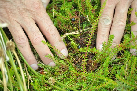Orkney International Science Festival Breaks New Ground for its 30th With a Free Digital Bonanza