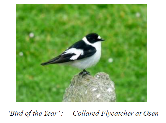 Stronsay Bird Sightings – A Brief Summary of the Year