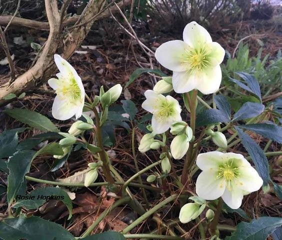 a group of four spring flowering crocus type flowers in the woodland