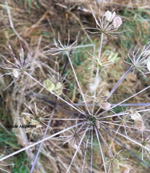 Weather Forecast: Windy with outbreaks of rain.
