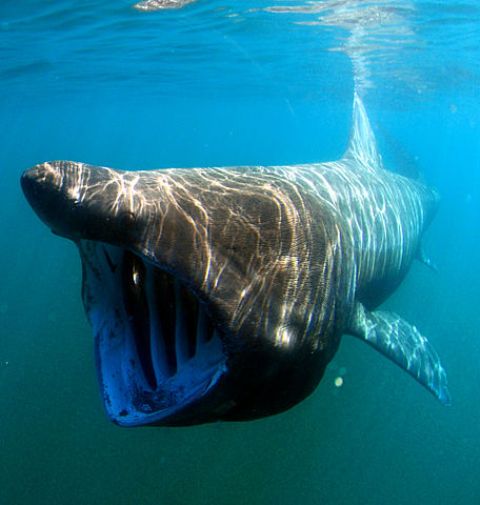 Family Life of Basking Sharks