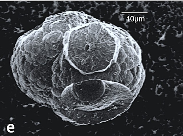 Flammable Ice Reveals Flourishing Life